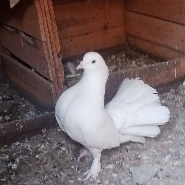 full white laka fancy pigeon 17