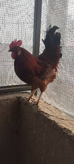 rooster for sale