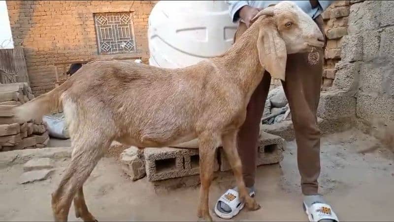 Qurbani Donda Bakra for sale 0