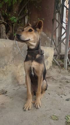 Pakistani Shepherd