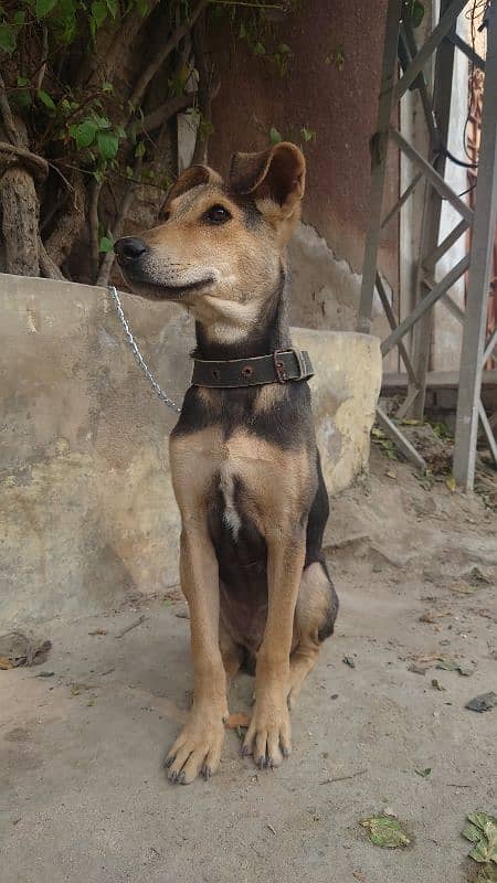 Pakistani Shepherd 0