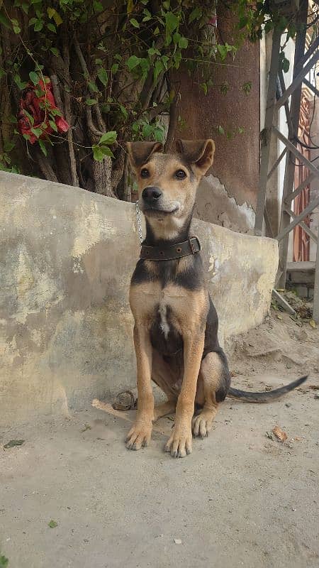 Pakistani Shepherd 1