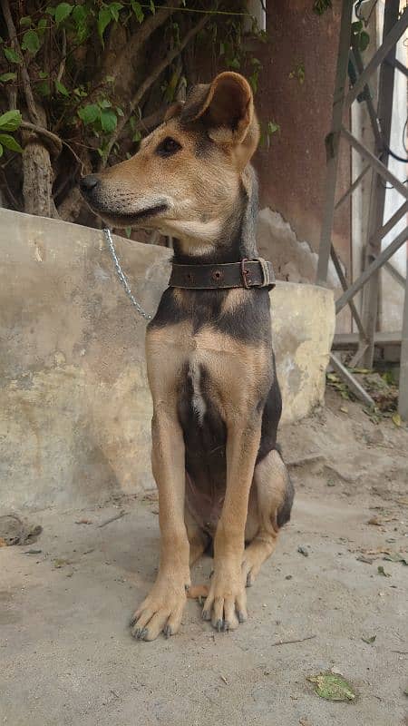 Pakistani Shepherd 2