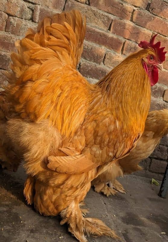 Silky,Polish,Bantam,heavy,ayam cemani 16