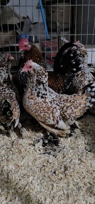 Silky,Polish,Bantam,heavy,ayam cemani 19