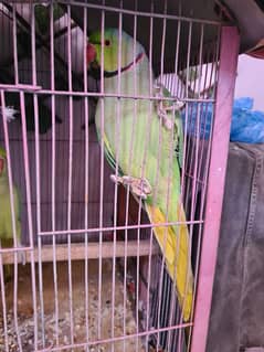 ringneck breeder pair