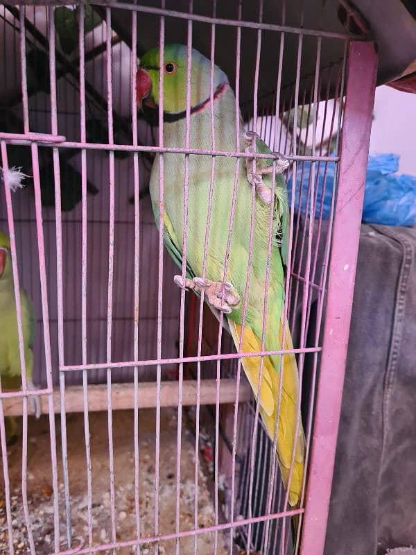 ringneck breeder pair 0