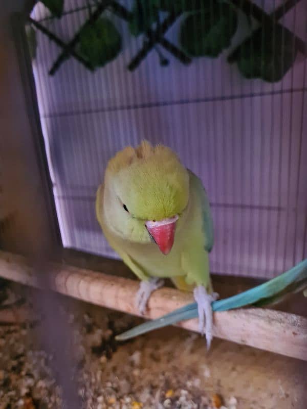 ringneck breeder pair 1