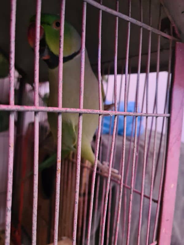 ringneck breeder pair 2