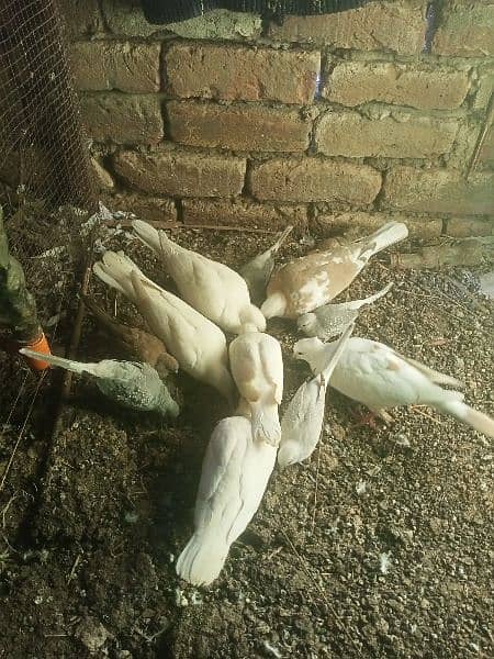 khumray and diamond dove for sale 03135283850 2