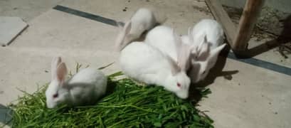 Rabbit Breeder Pair with Bunnies