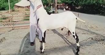 Rajanpuri Bakra Urgent For Sale WhatsApp on 0325,9597,057