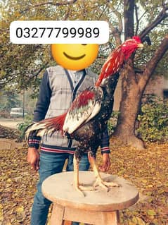 Aseel murga 03277799989