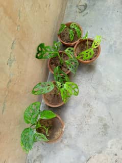 money plants Karachi pan