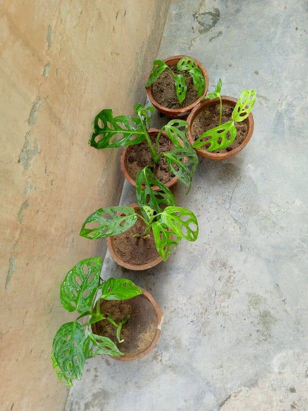 money plants Karachi pan 0