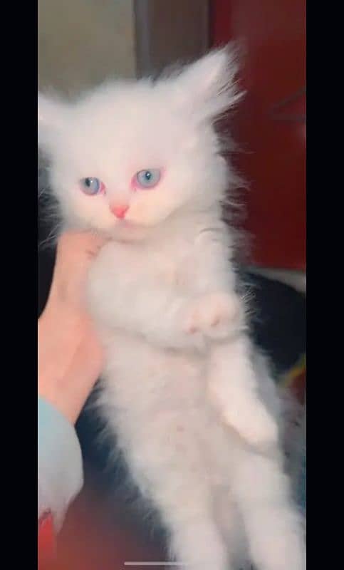 Persian Kitten || Persian Cat Tripple Coad Punch Face 0