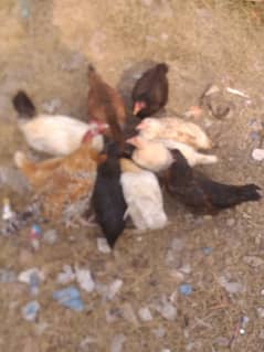 Desi or Aseel Hens for sale, Exchange possible with peacocks