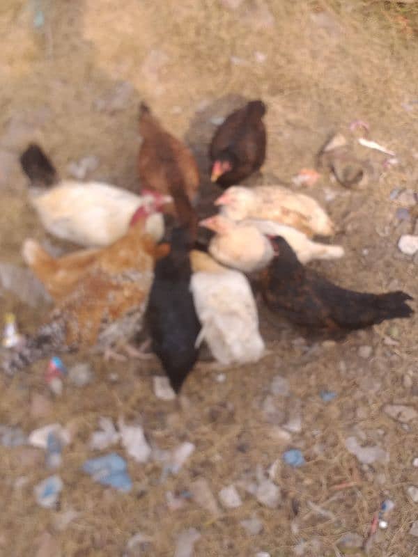 Desi or Aseel Hens for sale, Exchange possible with peacocks 0