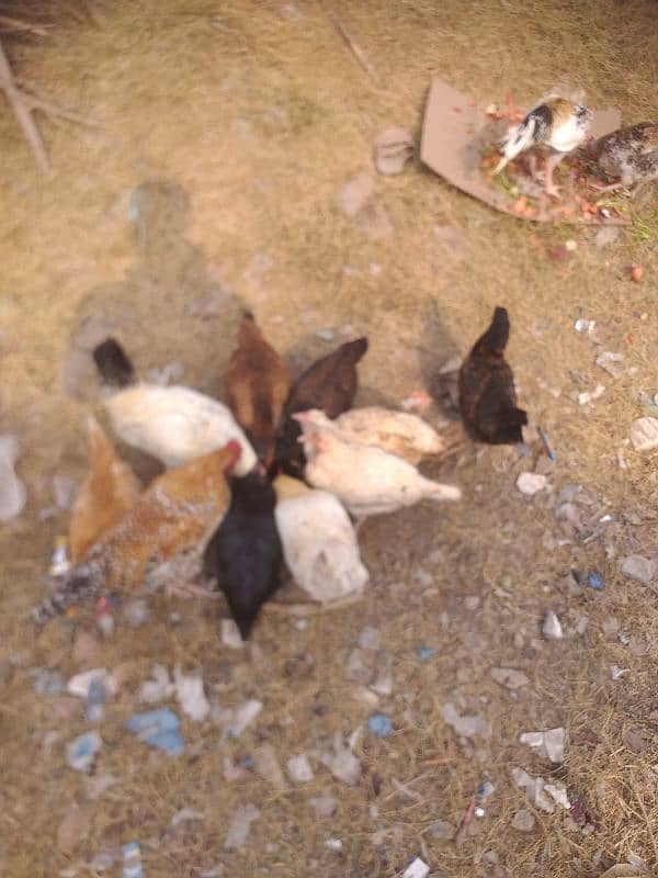 Desi or Aseel Hens for sale, Exchange possible with peacocks 1