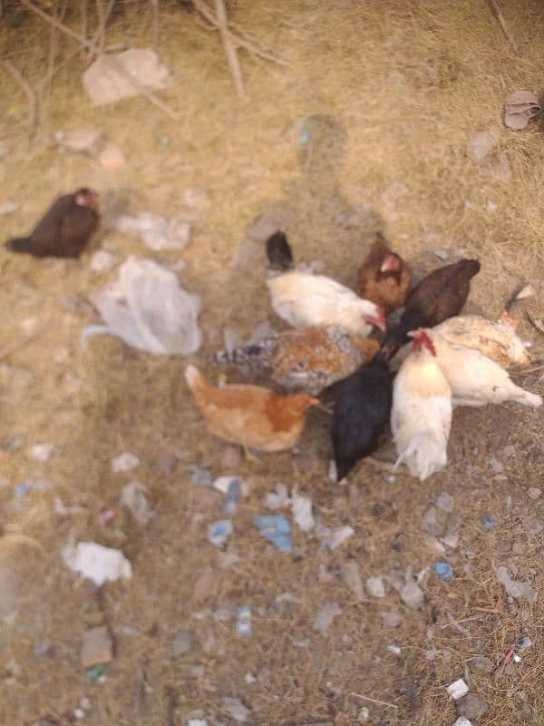 Desi or Aseel Hens for sale, Exchange possible with peacocks 2