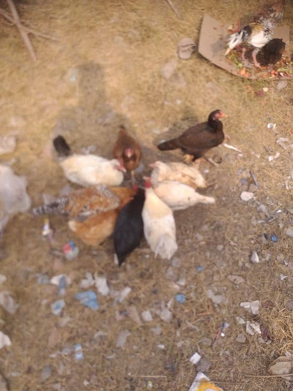 Desi or Aseel Hens for sale, Exchange possible with peacocks 3