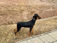 Outclass Doberman female puppy