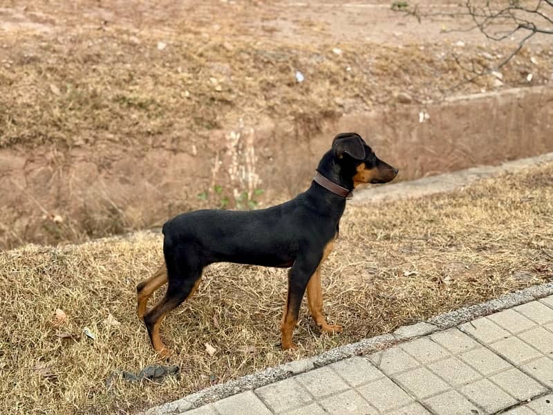 Outclass Doberman female puppy 0