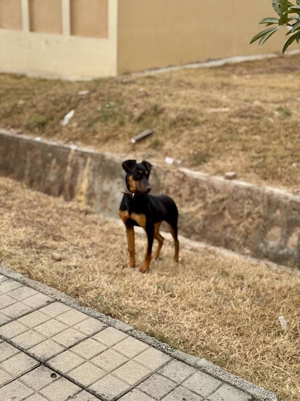 Outclass Doberman female puppy 1