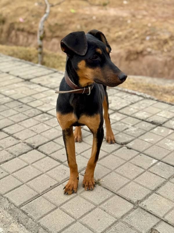 Outclass Doberman female puppy 2