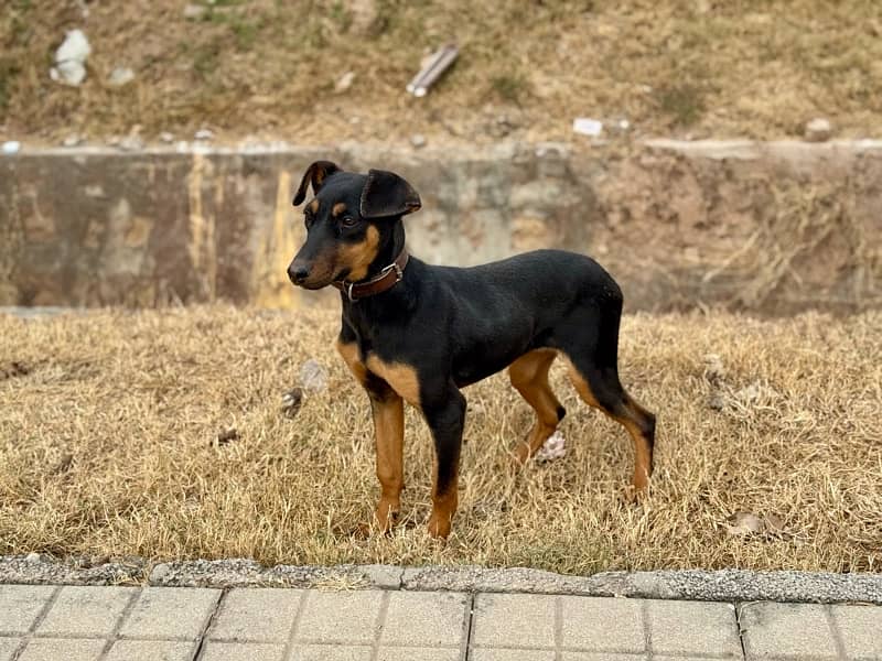 Outclass Doberman female puppy 3