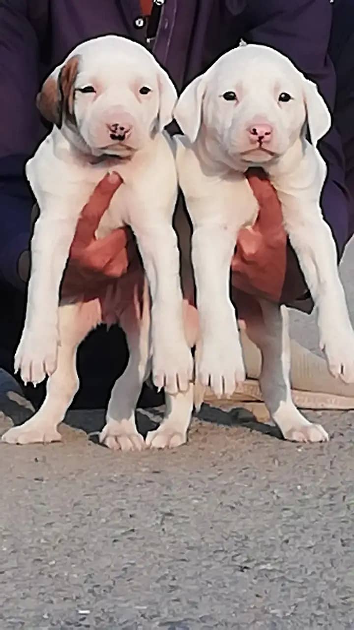 Bully gultair dog | gultair puppies |bully dogs |bully gultair 0