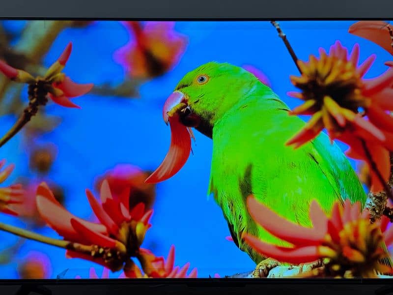 TCL UHD Android TV 50 INCH (Model Number: 50P635) (Urgent Selling) 0