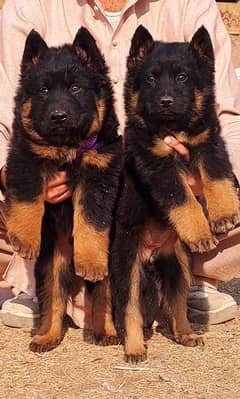 German Shepherd puppy| Long Coat puppies | Dog For Sale | GSD pair