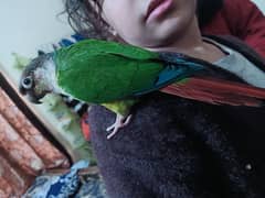 conure parrot for sale03200486988