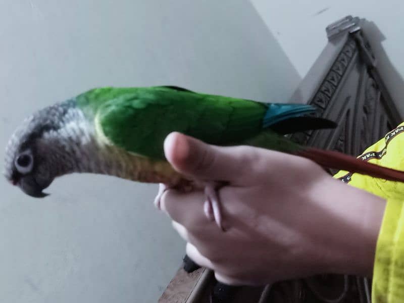 conure parrot for sale03200486988 3