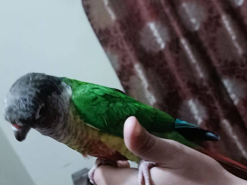 conure parrot for sale03200486988 4