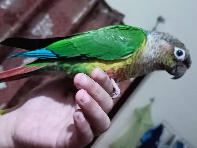 conure parrot for sale03200486988 5