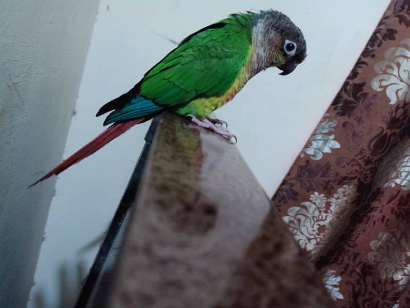 conure parrot for sale03200486988 6