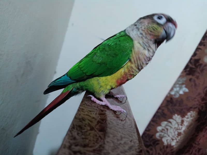 conure parrot for sale03200486988 7