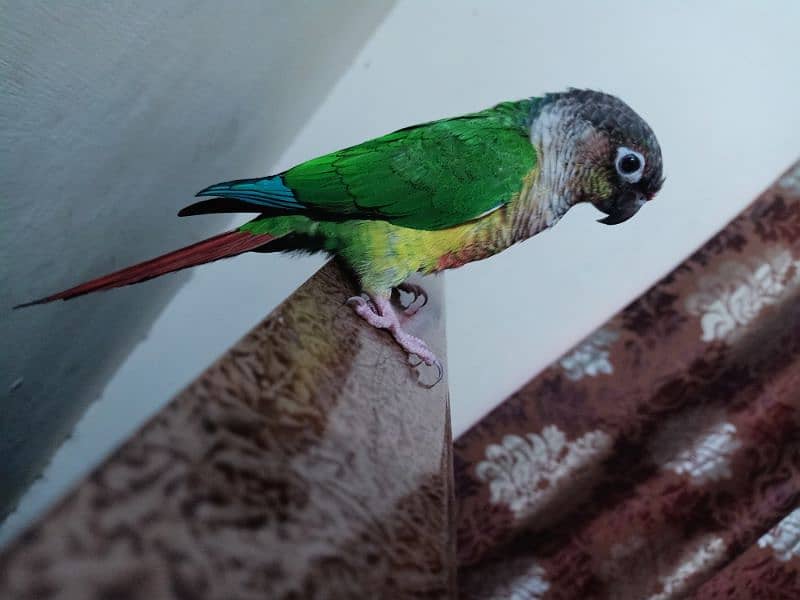 conure parrot for sale03200486988 8