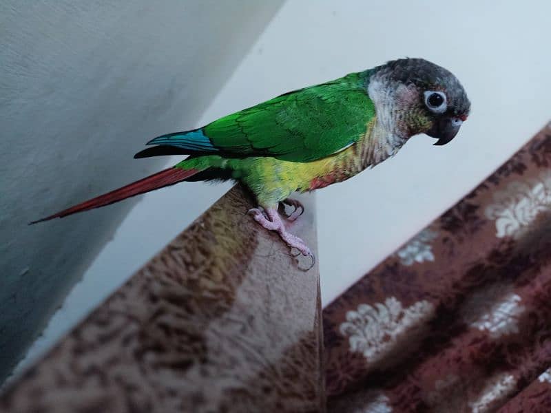 conure parrot for sale03200486988 9