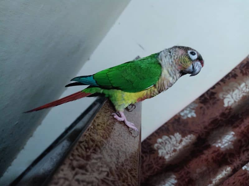 conure parrot for sale03200486988 10