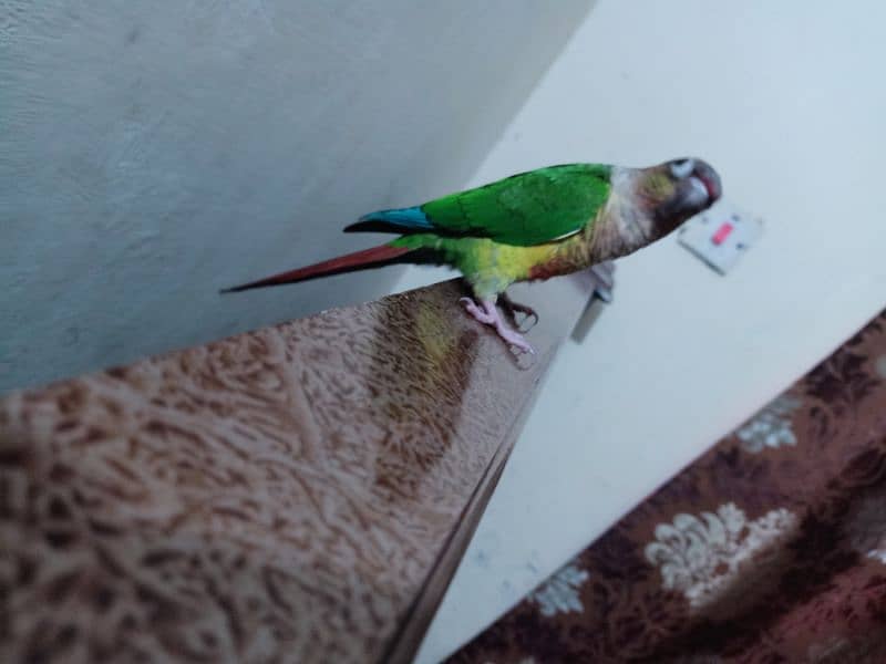 conure parrot for sale03200486988 11