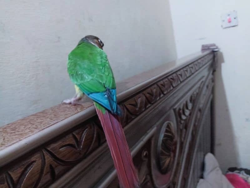 conure parrot for sale03200486988 12