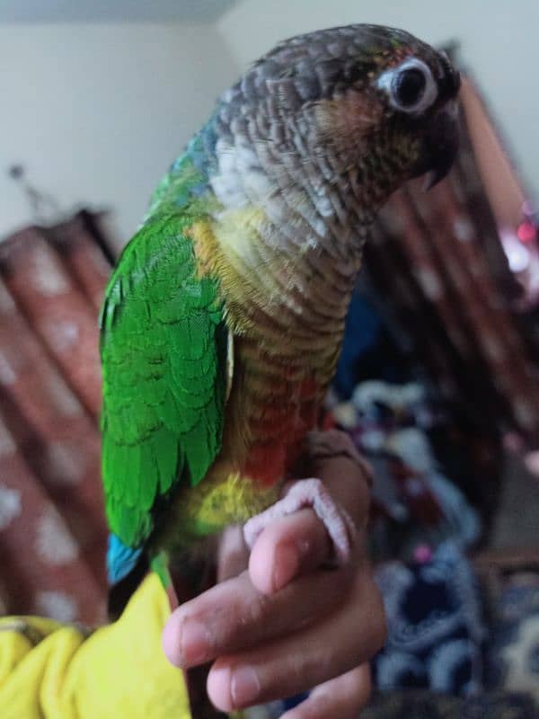 conure parrot for sale03200486988 13