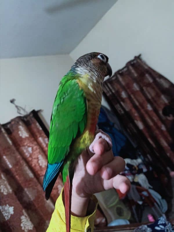 conure parrot for sale03200486988 14