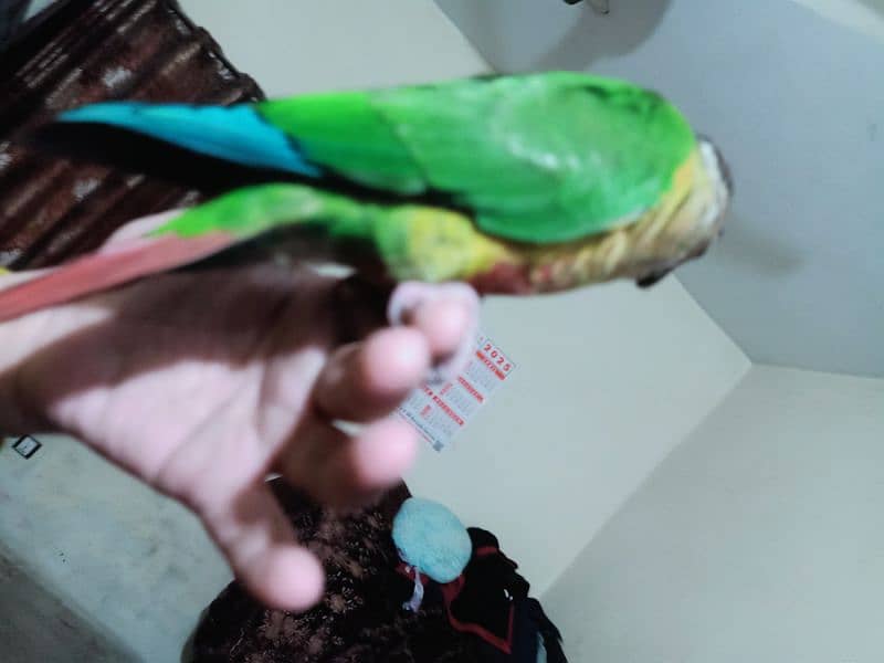 conure parrot for sale03200486988 15