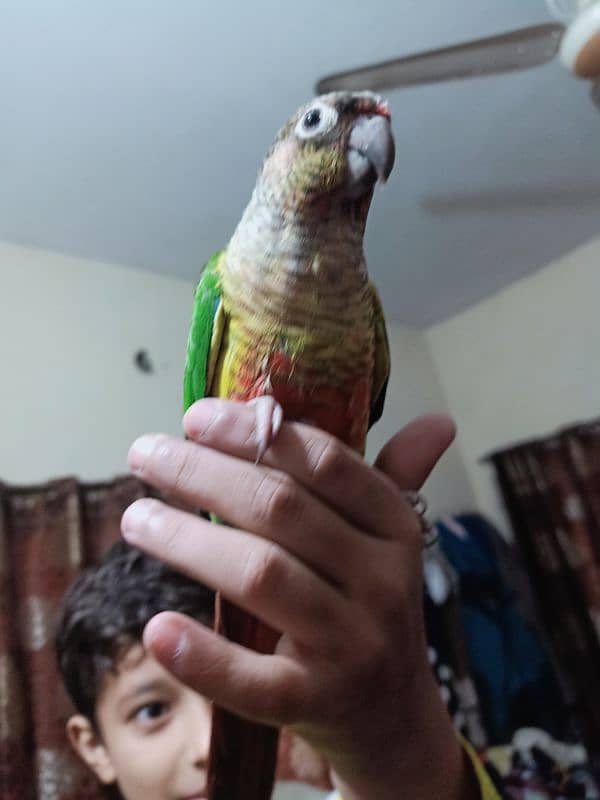 conure parrot for sale03200486988 16