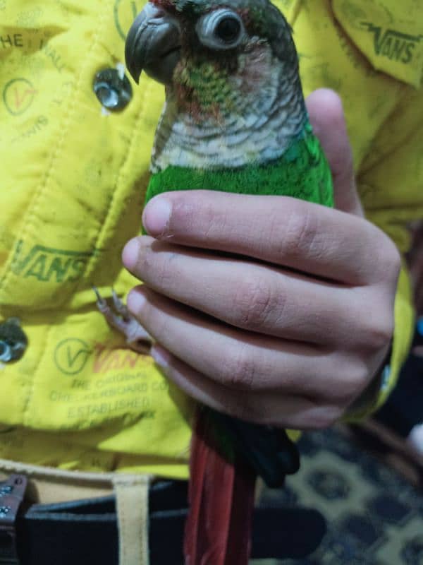 conure parrot for sale03200486988 17