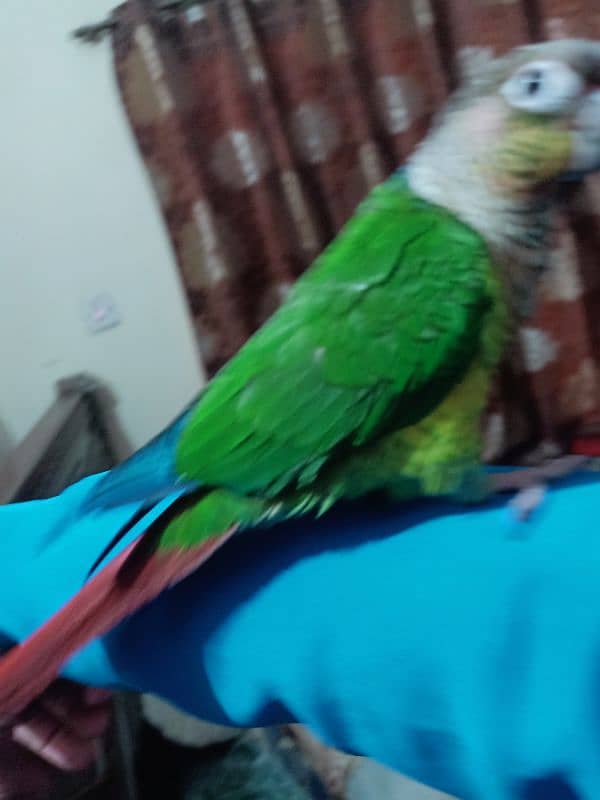 conure parrot for sale03200486988 18